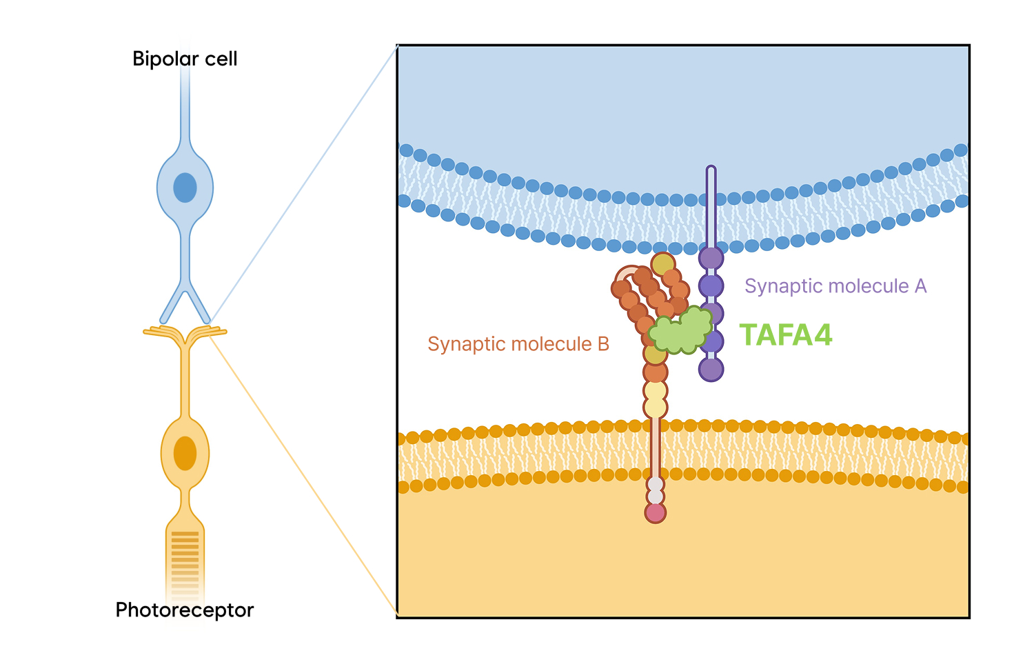EG103 mechanism: subretinal AAV8 delivery and TAFA4 expression